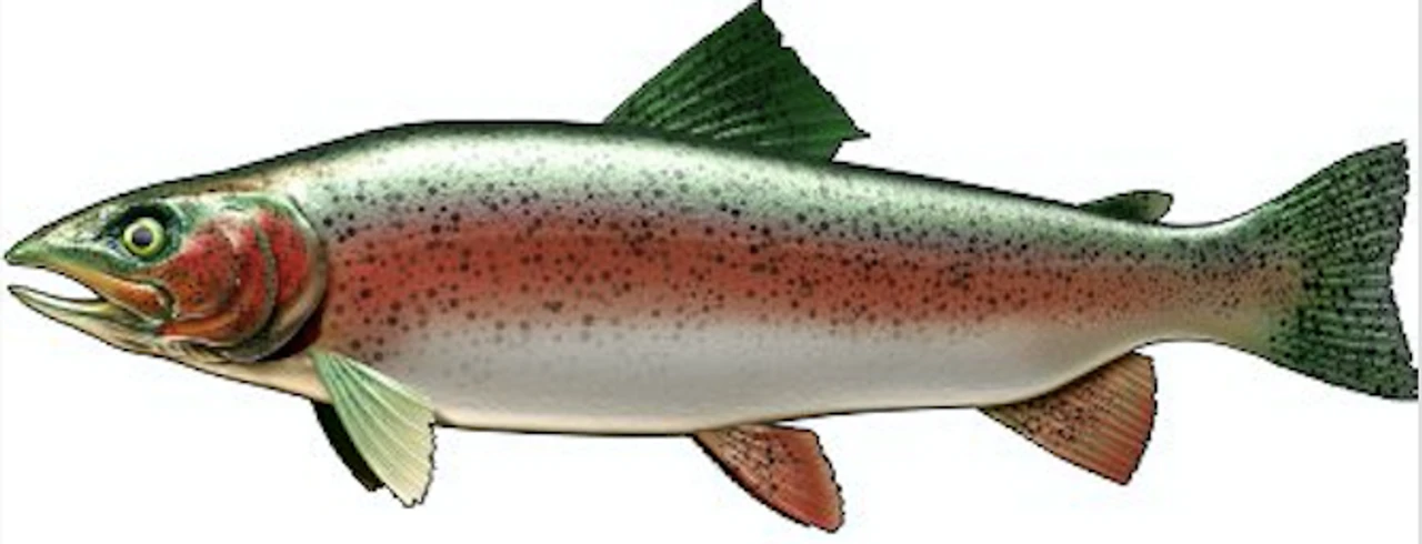 Trout Cornhole Decal 1 Trout Cornhole Decal