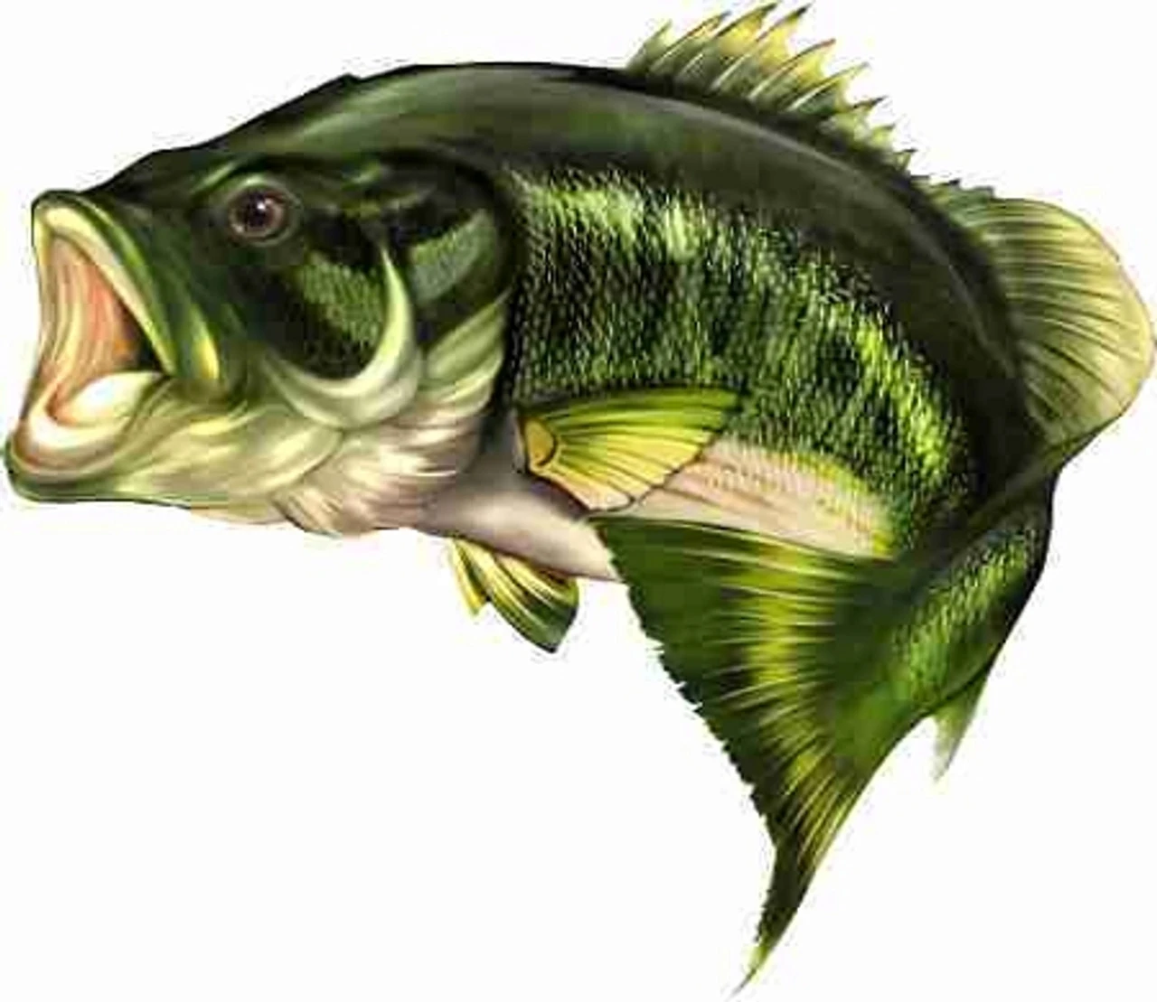 Bass Cornhole Decal 1 Bass Cornhole Decal